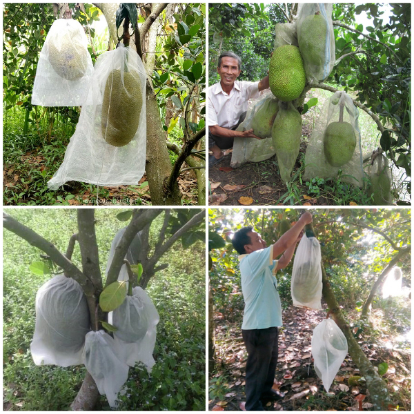 Túi Lưới Mùng Bao Trái Cây Siêu Bền - Thay Thế Hoàn Toàn Các Loại Túi Thông  Thường