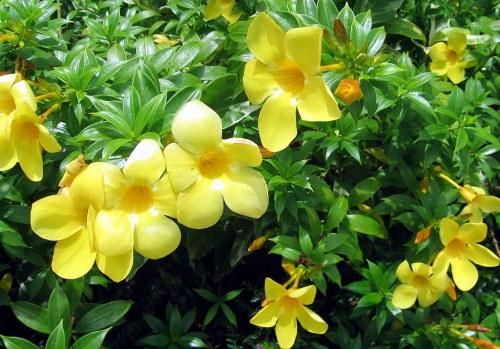 Hoa vàng anh - Cây cảnh biểu tượng của vẻ đẹp, bình yên và ý nghĩa tâm linh trong cuộc sống Việt Nam