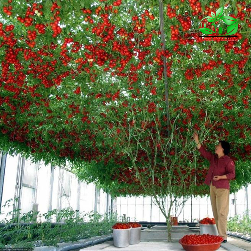 Cà chua bạch tuộc trồng tại nhà có thể trồng theo chậu