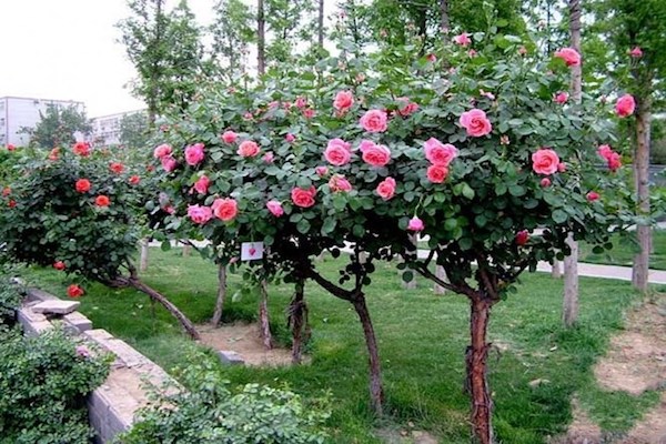 Kỹ thuật ghép cây hoa hồng thân gỗ nhiều màu hiệu quả cao