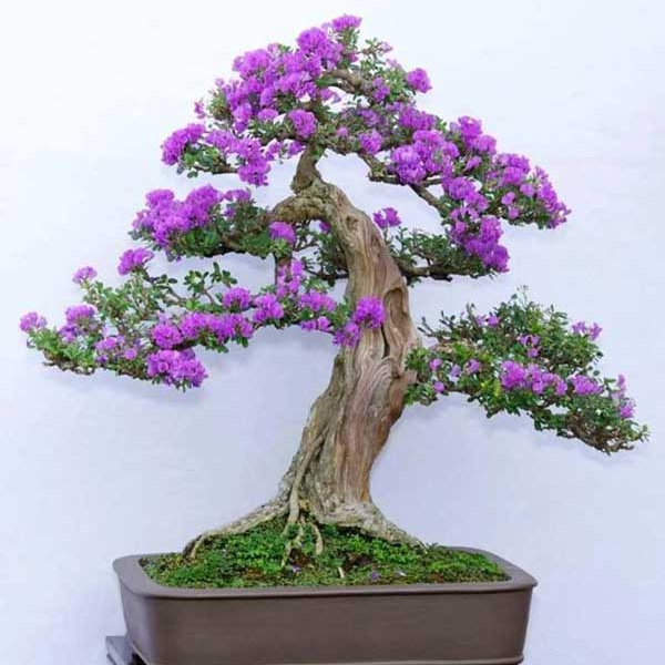 Kỹ thuật ghép tử đinh hương tạo cây bonsai