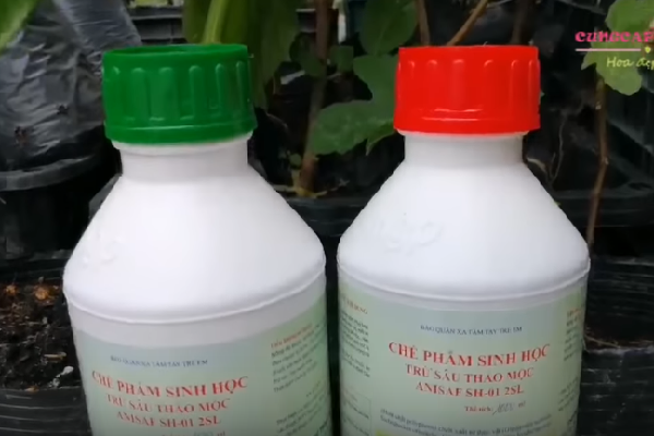 Liều lượng thuốc trừ sâu thảo mộc khi tưới gốc